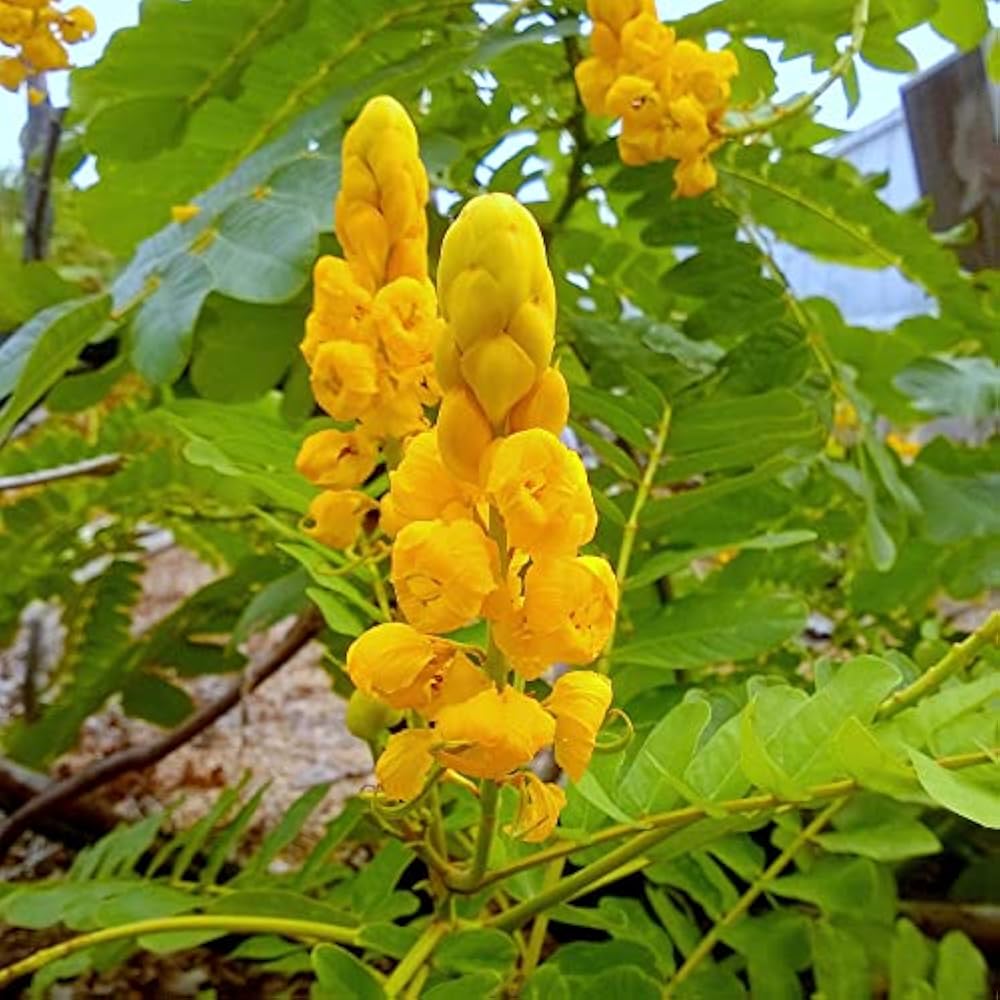 Senna Alata Flower Seeds