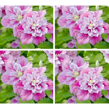 Double White Pink Clematis Flower Seeds