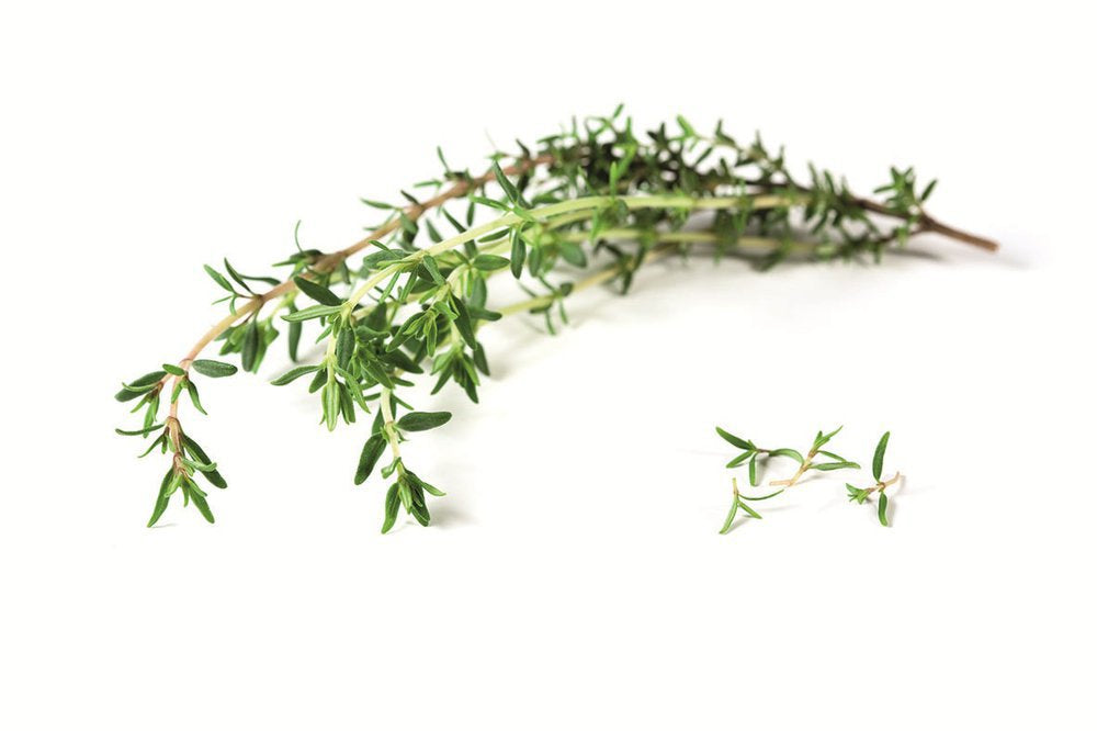 German Winter Thyme Herb Seeds