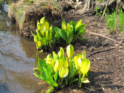 Lysichiton Americanus Kräutersamen
