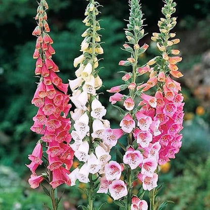 Foxglove Seeds Digitalis Mix