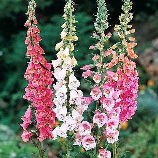 Foxglove Seeds Digitalis Mix