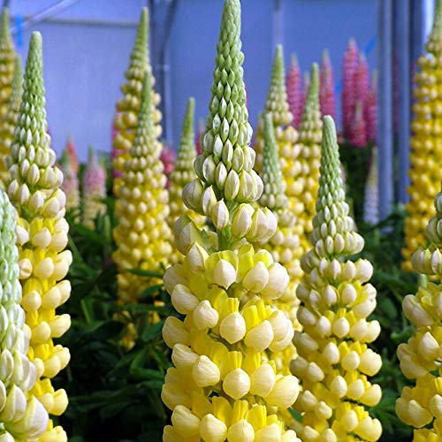Lupine Wildflower Seeds yellow & white