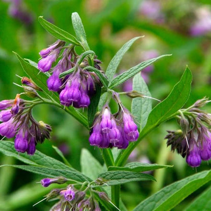 Beinwell-Blumensamen zum Pflanzen Lange Blütezeit Erbstück- & GVO-freie Samen für den Hausgarten

Verkauf