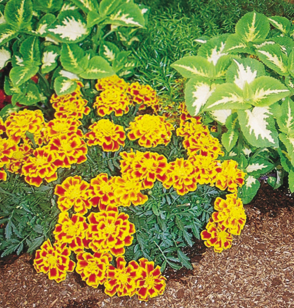 French Marigold 'Durango Bee' – Bright & Pollinator-Friendly Garden Flower