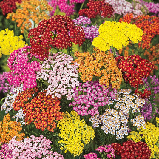 Yarrow Flower seeds for Planting Seasonal Bloomer Heirloom & GMO Free Seeds for Home Garden 
 
 Sale for planting in home garden