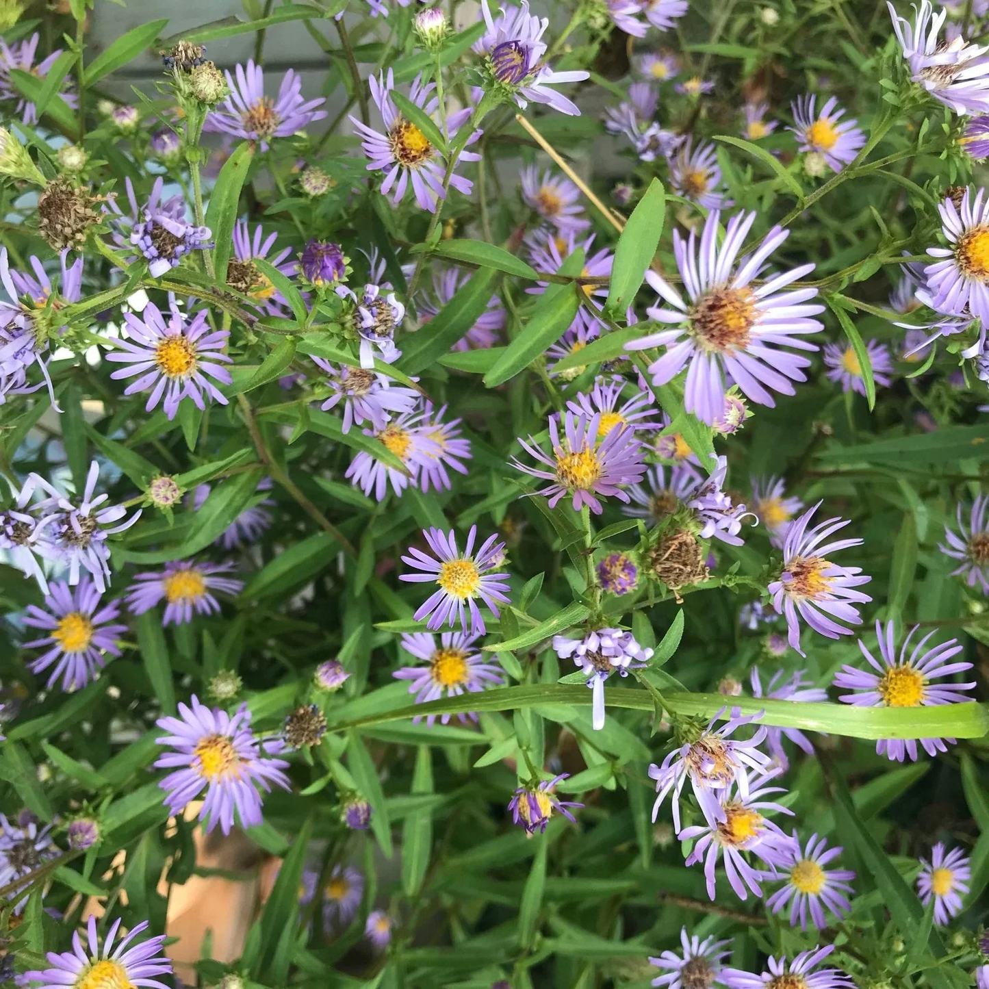 Aster Novi-Belgii Flower Seeds