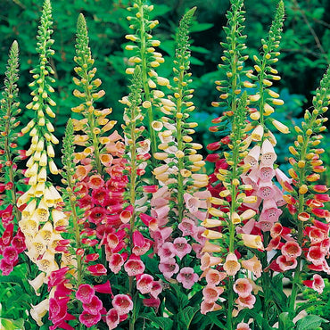 Foxglove Seeds Digitalis Mix