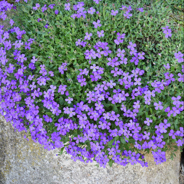 Aubrieta Cascade Dark Blue Flower Seeds