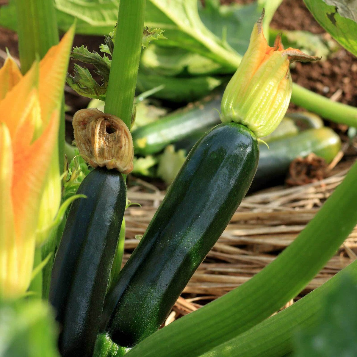 Graines de courgette Black Beauty