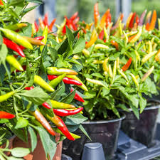Thai Hot Chili Pepper Seeds – For Planting