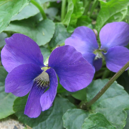 Blue Violet Flower Seeds for Planting