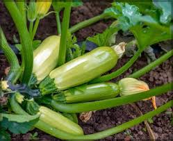 Zucchini Samen - Erbstück Samen zum Pflanzen