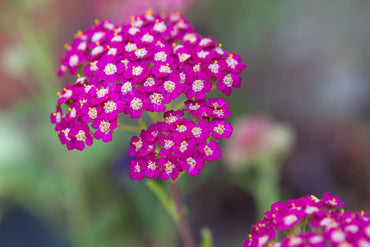 yarrow flower seeds pink