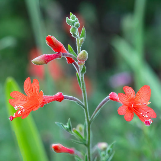 California Fuchsia Epilobium Canum Flower Seeds