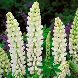 Lupine Wildflower Seeds white