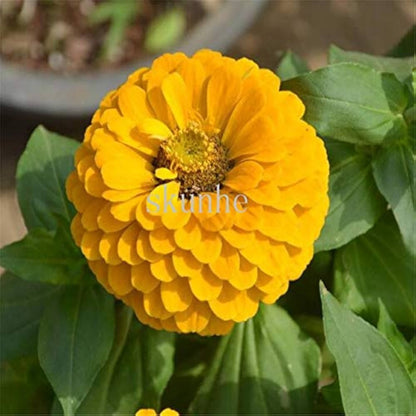 Yellow Zinnia seeds for planting