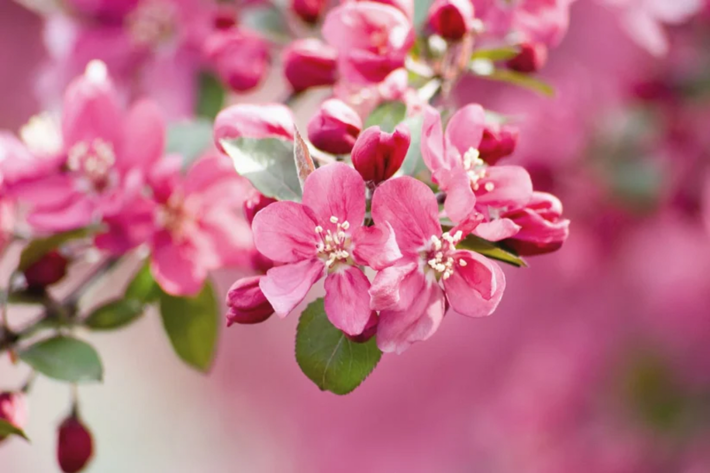 Flowering Crabapple Seeds