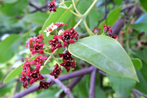 Semi di arbusto di Santalum Album