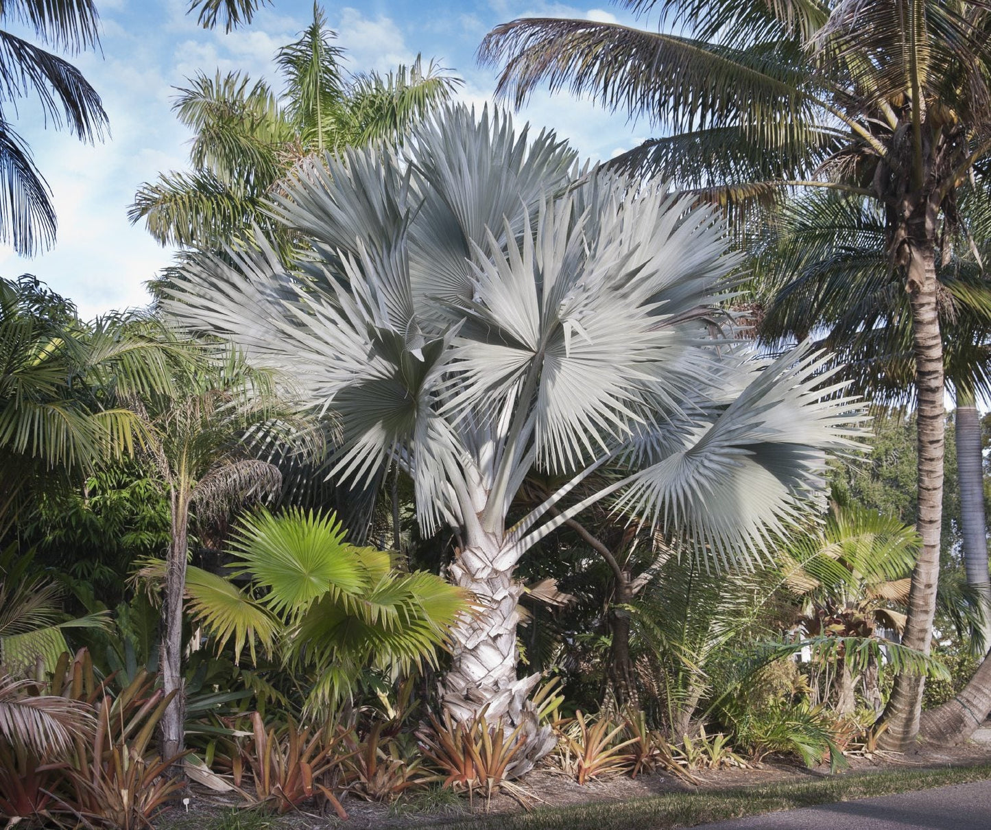 Bismarck Palm Tree Seeds