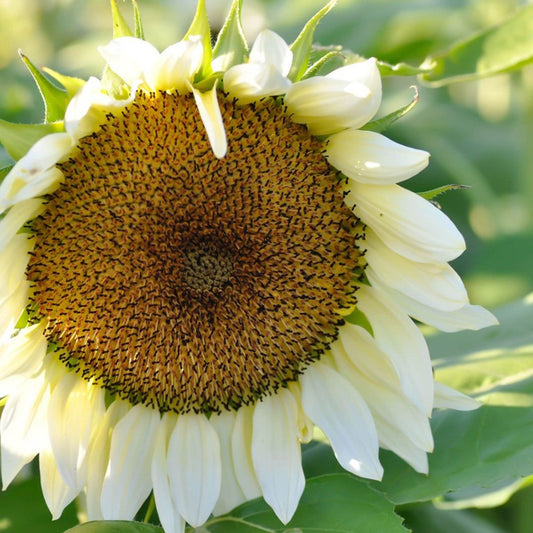 Sunflower Seeds for Planting white