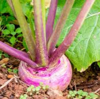 カブの種-庭の野菜