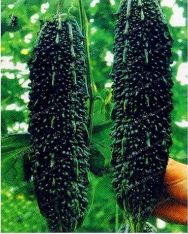 苦瓜の種（植え付け用）