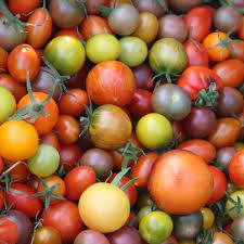 Erbstück Tomatensamen zum Pflanzen