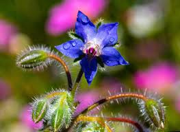 Borage Seeds for Planting – Thick Blue Flowers