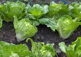 ナパキャベツ 中国種子 - グリーンジャイアント 非遺伝子組み換え 野菜 用植え付け