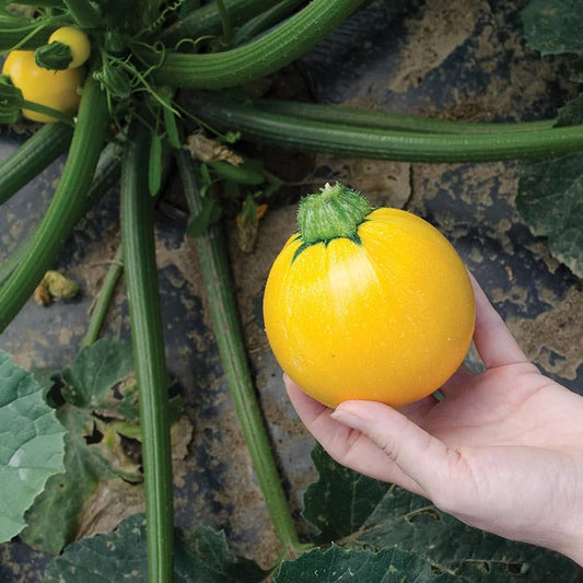 ズッキーニ グリーン イエロー 野菜の種
