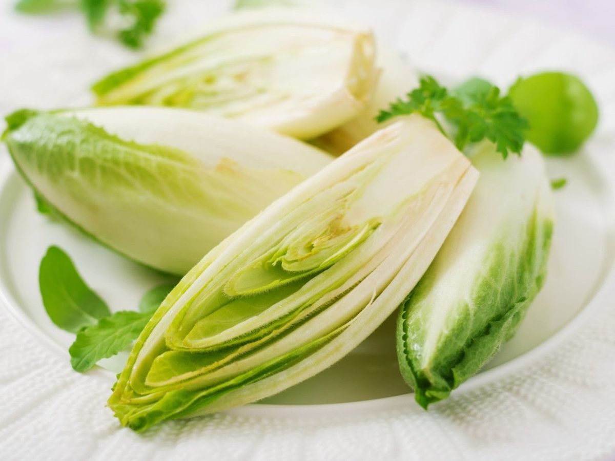 チコリの種まき用-育てやすい
