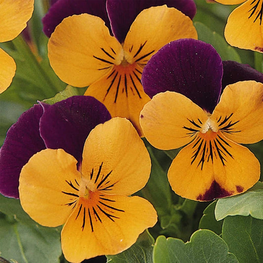 Johnny Jump Up Seeds – Orange for Planting