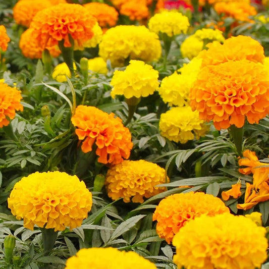 African Marigold Seeds for Planting Mixed