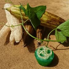 Semi di Luffa – Piantare per Giardino e Casa
