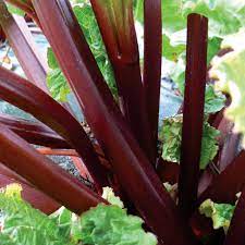 Graines de rhubarbe Rare Légume patrimonial pour plantation Géant Non OGM
