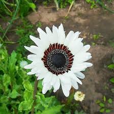 Sunflower Seeds for Planting white