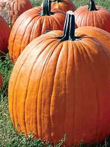 Semi di Zucca Big Max – Ereditarie Non-OGM