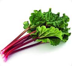 Graines de rhubarbe Rare Légume patrimonial pour plantation Géant Non OGM