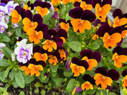 Johnny Jump Up Seeds – Orange for Planting