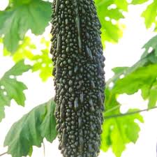 Schwarze Bittermelonen-Samen zum Pflanzen