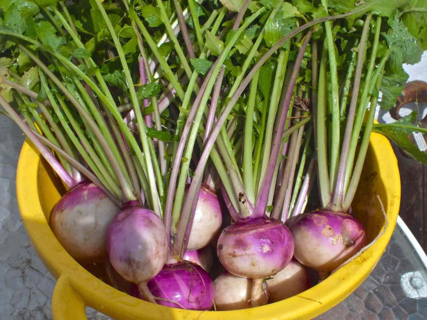 カブの種-庭の野菜