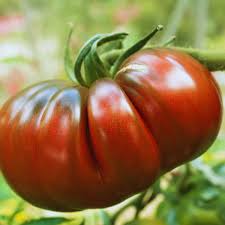 Cherokee Purple Erbstück Tomatensamen - Große Tomate