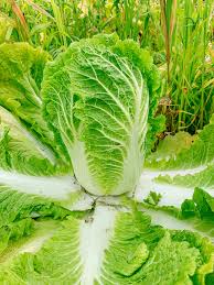 ナパキャベツ 中国種子 - グリーンジャイアント 非遺伝子組み換え 野菜 用植え付け
