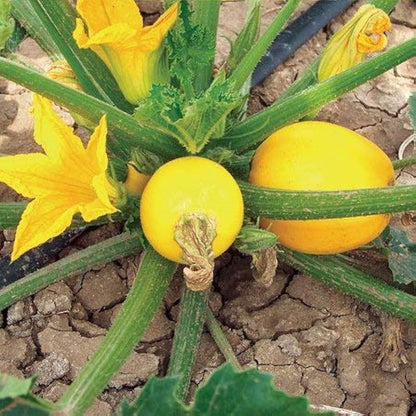 Graines de légumes de courgette verte jaune