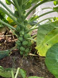 Semi di cavolini di Bruxelles - Germinazione precoce