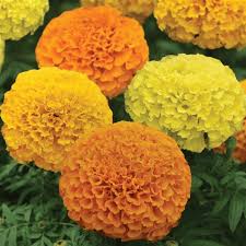African Marigold Seeds for Planting Mixed