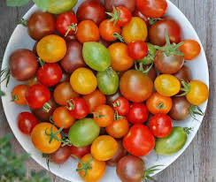 植えるための伝統的なトマトの種