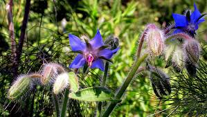 Borage Seeds for Planting – Thick Blue Flowers