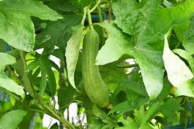 Semi di Luffa – Piantare per Giardino e Casa